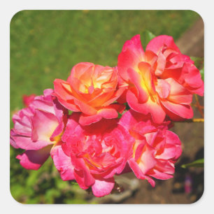 Joseph's Coat Rose #1 Stickers