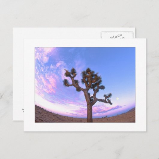 "Joshua-Baum-Strudel " Postkarte (Vorne/Hinten)