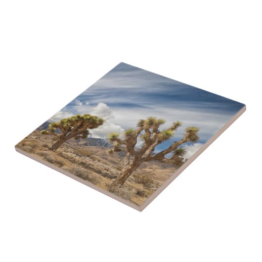 Joshua-Bäume in der Wüste Fliese (Seite)