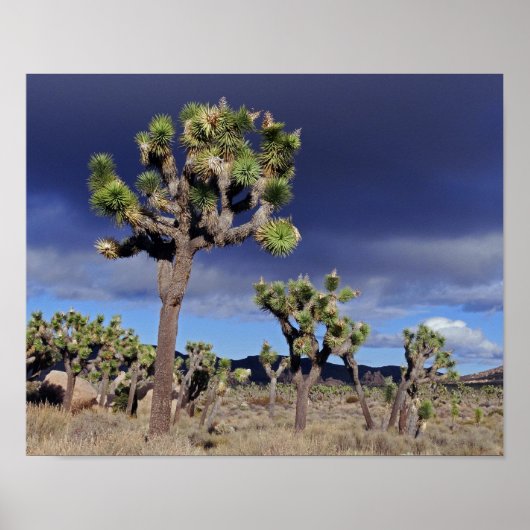 Joshua-Bäume Joshua-Tree-Nationalpark Poster (Vorne)