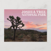 Joshua Tree California Sunset Postkarte (Vorderseite)