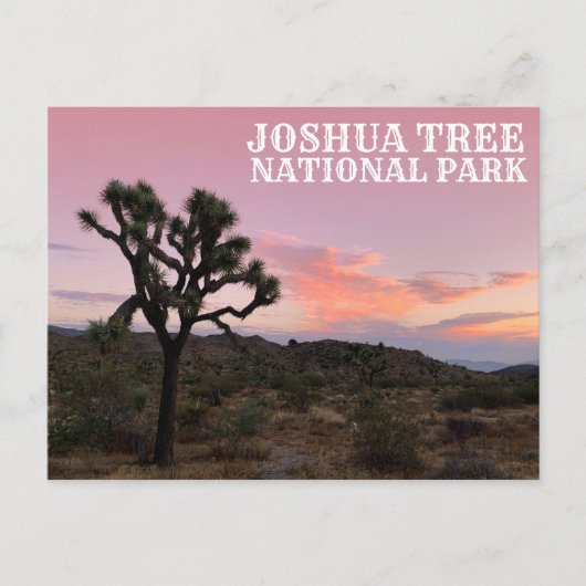Joshua Tree California Sunset Postkarte (Vorderseite)