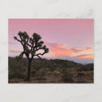 Joshua Tree California Sunset