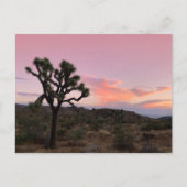 Joshua Tree California Sunset Postkarte (Vorderseite)