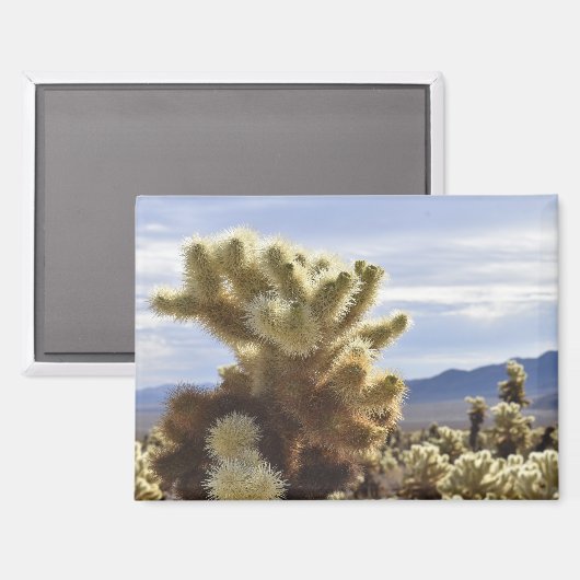 Joshua Tree Cholla Magnet (Vorderseite/Rückseite)