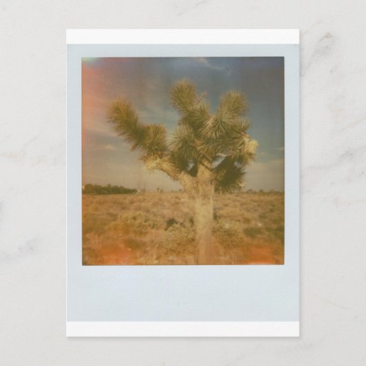 Joshua Tree Dekoriert Postkarte (Vorderseite)