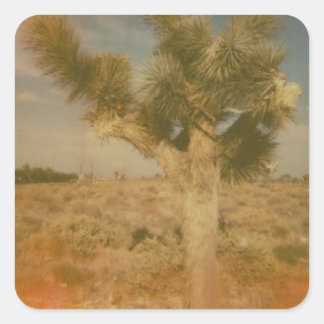 Joshua Tree dekoriert Quadratischer Aufkleber