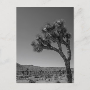 Joshua Tree Desert Landschaft - Nationalpark Foto Postkarte
