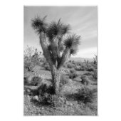 Joshua Tree Forest, Utah Fotodruck (Vorne)