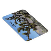 Joshua Tree in Kalifornien Magnet (Rechte Seite)