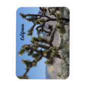 Joshua Tree in Kalifornien Magnet (Vertikal)