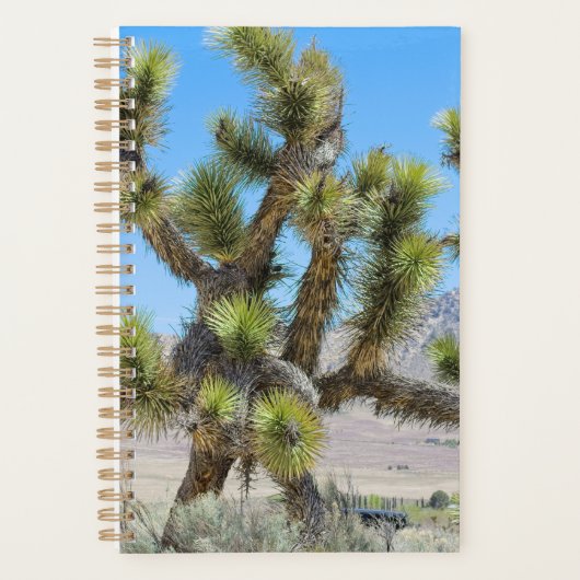 Joshua Tree in Kalifornien Planer (Vorderseite)