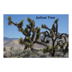 Joshua Tree in Kalifornien Poster