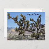 Joshua Tree in Kalifornien Postkarte (Vorne/Hinten)
