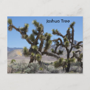 Joshua Tree in Kalifornien Postkarte