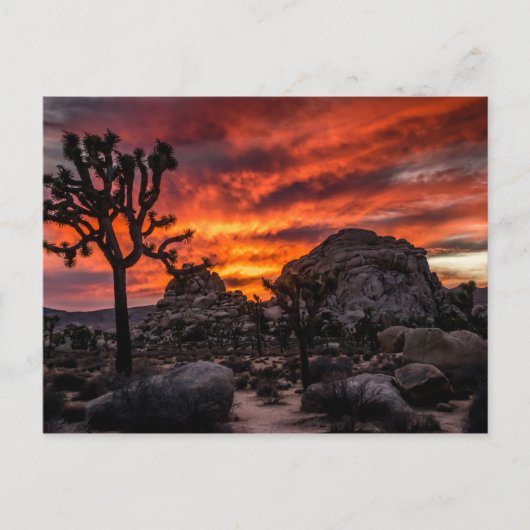 Joshua Tree National Park at sunset Postcard Postkarte (Vorderseite)