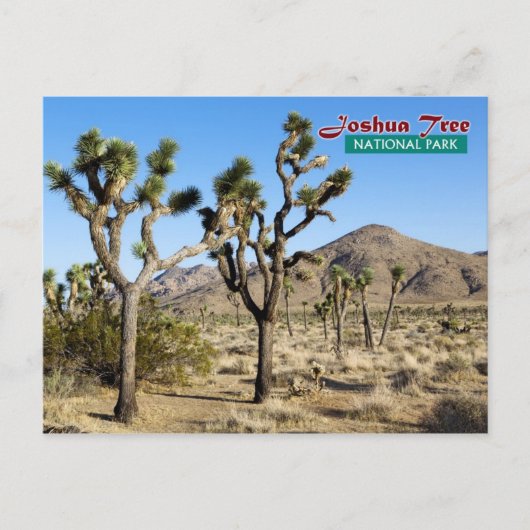 Joshua Tree National Park, Kalifornien Postkarte (Vorderseite)