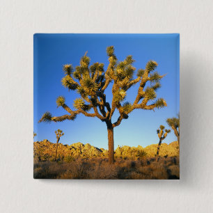 Joshua Tree National Park, Kalifornien. USA. Button