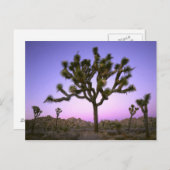 JOSHUA TREE NATIONAL PARK, KALIFORNIEN. USA. POSTKARTE (Vorne/Hinten)