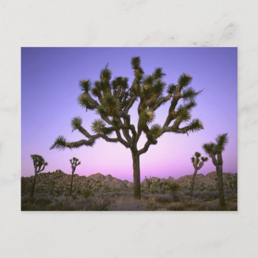 JOSHUA TREE NATIONAL PARK, KALIFORNIEN. USA. POSTKARTE (Vorderseite)