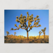Joshua Tree National Park, Kalifornien. USA. Postkarte (Vorderseite)