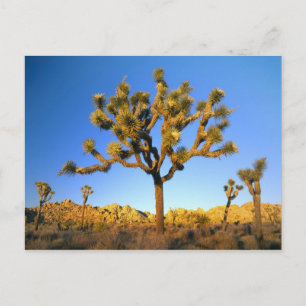 Joshua Tree National Park, Kalifornien. USA. Postkarte