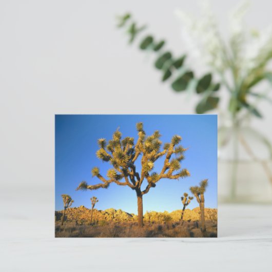 Joshua Tree National Park, Kalifornien. USA. Postkarte (Stehend Vorderseite)