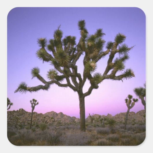JOSHUA TREE NATIONAL PARK, KALIFORNIEN. USA. QUADRATISCHER AUFKLEBER (Vorderseite)