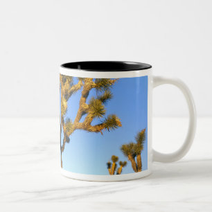 Joshua Tree National Park, Kalifornien. USA. Zweifarbige Tasse