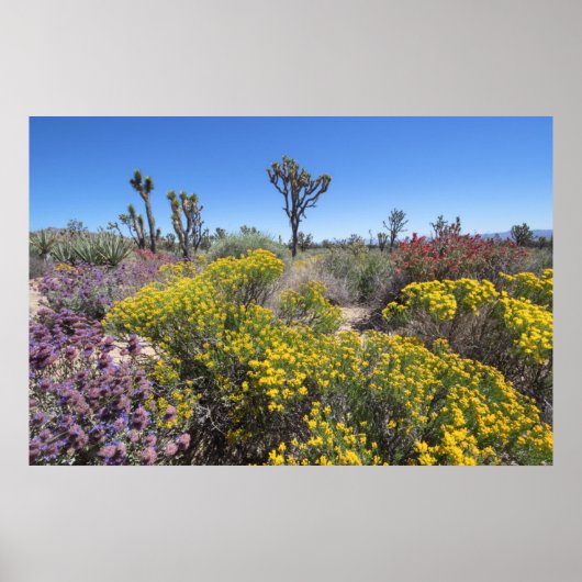 Joshua Tree Nationalpark in Bloom Poster (Vorne)