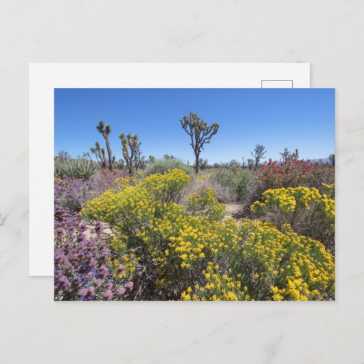 Joshua Tree Nationalpark in Bloom Postkarte (Vorne/Hinten)