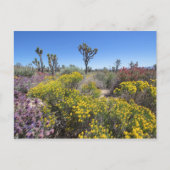 Joshua Tree Nationalpark in Bloom Postkarte (Vorderseite)