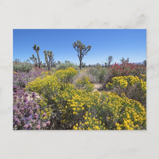 Joshua Tree Nationalpark in Bloom Postkarte (Vorderseite)