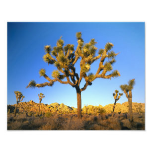 Joshua-Tree-Nationalpark, Kalifornien. USA. Fotodruck