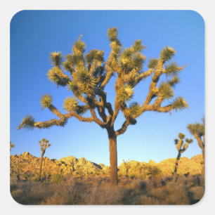 Joshua-Tree-Nationalpark, Kalifornien. USA. Quadratischer Aufkleber
