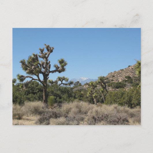 Joshua Tree Nationalpark Postkarte (Vorderseite)