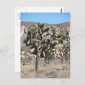 Joshua Tree Nationalpark Postkarte (Vorne/Hinten)