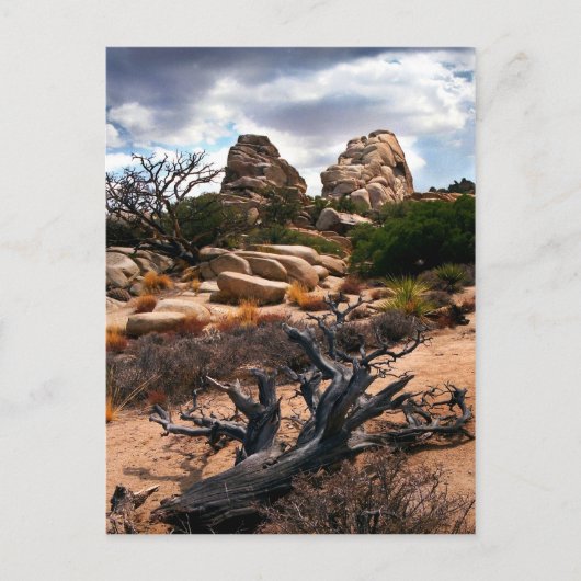 Joshua Tree Nationalpark Postkarte (Vorderseite)