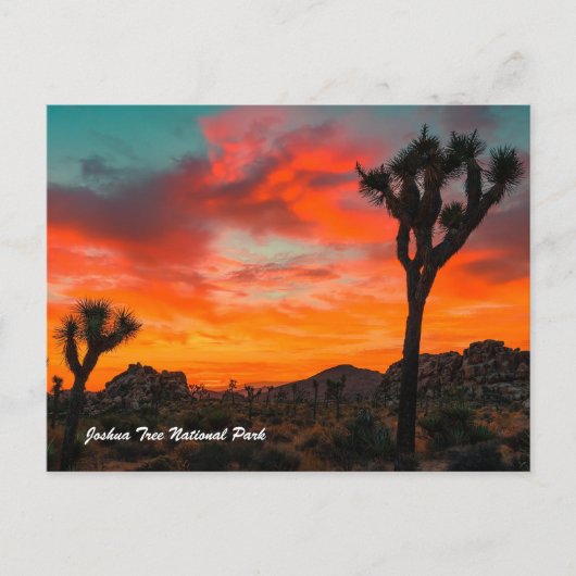 Joshua Tree Nationalpark Postkarte (Vorderseite)