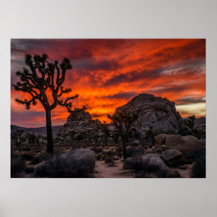 Joshua Tree Nationalpark Red Sunset Poster