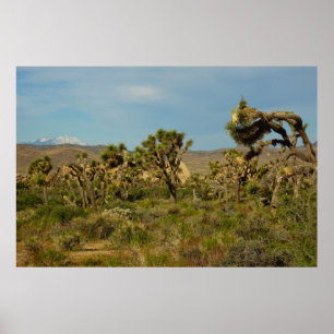 Joshua Tree Nationalpark Wüste Landschaft Poster