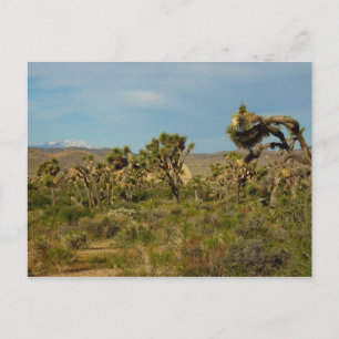 Joshua Tree Nationalpark Wüste Landschaft Postkarte