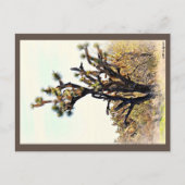 Joshua Tree Postcard Postkarte (Vorderseite)