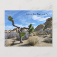 Joshua Tree Postcard!