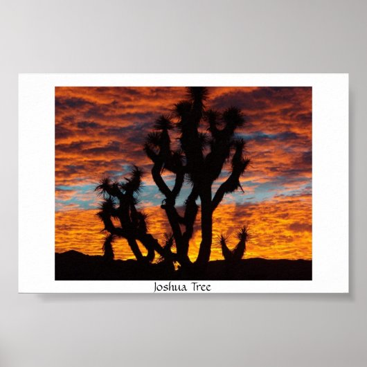 Joshua Tree Poster (Vorne)