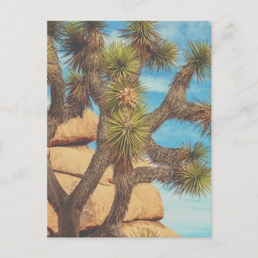 Joshua Tree Postkarte (Vorderseite)
