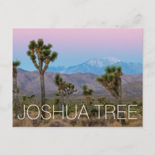 Joshua Tree Postkarte (Vorderseite)