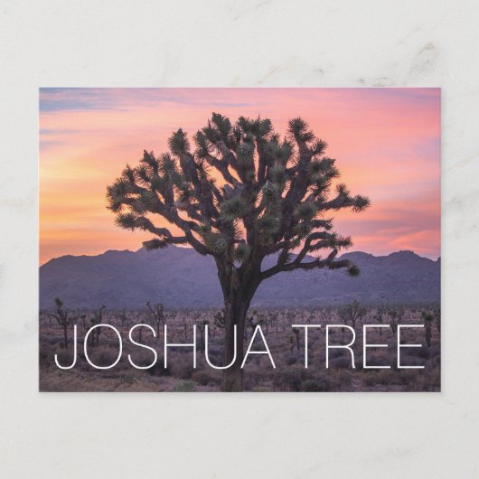 Joshua Tree Postkarte (Vorderseite)