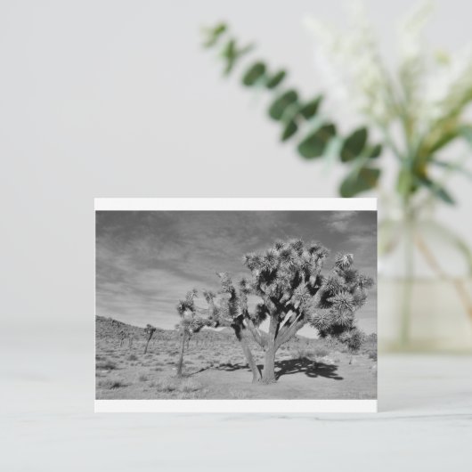 Joshua Tree (schwarz & weiß) Postkarte (Stehend Vorderseite)