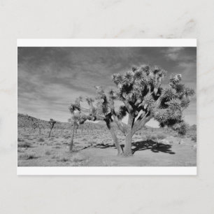 Joshua Tree (schwarz & weiß) Postkarte